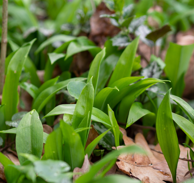 V lesích kolem Olomouce voní medvědí česnek