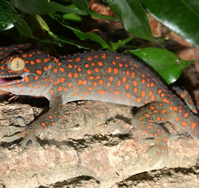 Žáby, ještěrky, hadi a obří kobylky: nová expozice v Zoo Olomouc!