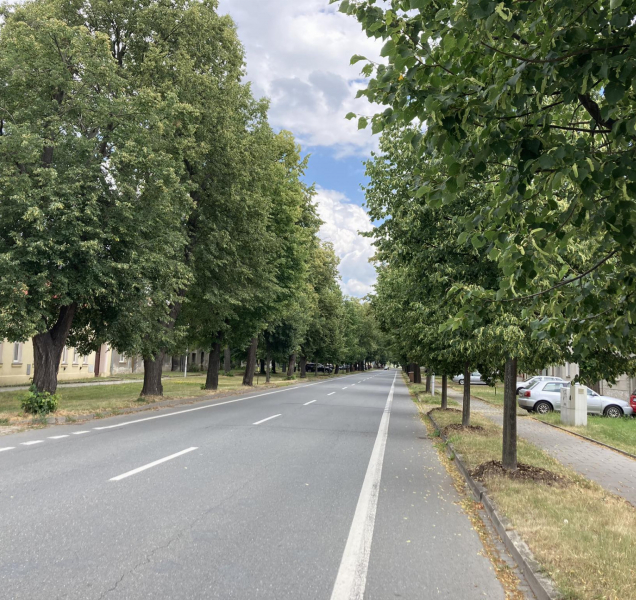 Lipová alej ve Chválkovicích láká včely i sběrače květů