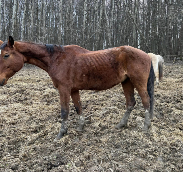 Podvyživení a nemocní koně v Jeseníkách. Musela přijet policie i veterináři