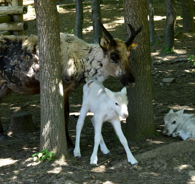 Malí sobíci v olomoucké zoo se mají čile k světu