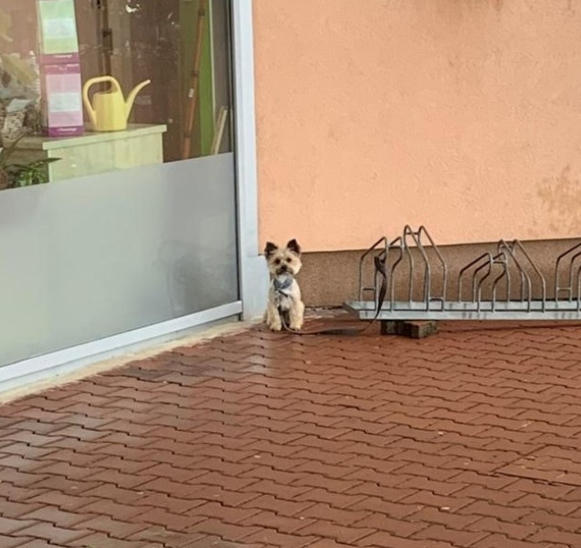 Ukradený pejsek skončil díky policistům zpět v náručí své paní