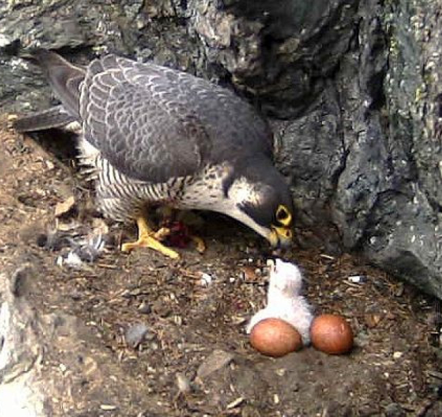 Sokoli v Jeseníkách letos vyvedli 32 mláďat