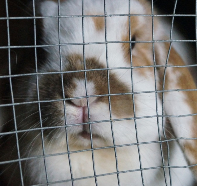 Osudová králíkárna aneb muži jsou obětí matriarchálního teroru