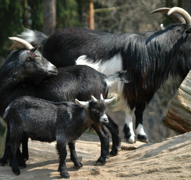 Slintavka a kulhavka: Omezení provozu v zoo i na farmách