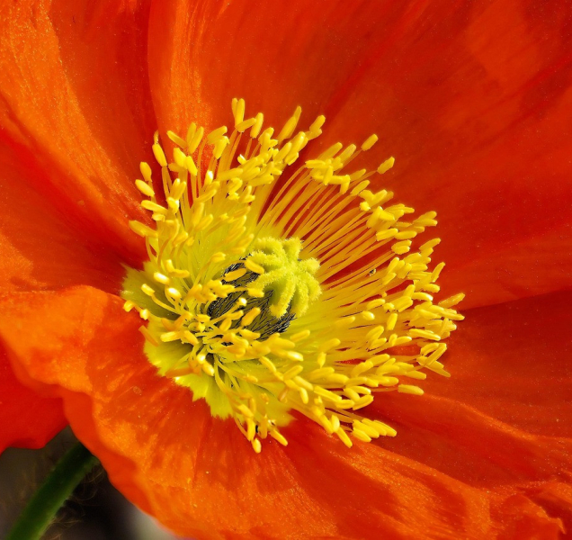 Přerov připomene vznik republiky, Den veteránů i Den studentstva