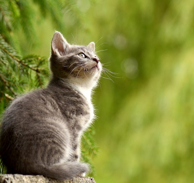 Strážníci řešili neexistující kočky v bytě