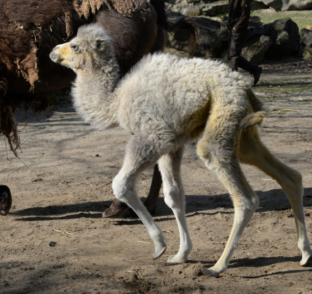 V olomoucké ZOO se narodilo velbloudě