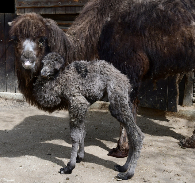 Zoo Olomouc slaví narození velbloudího mláděte