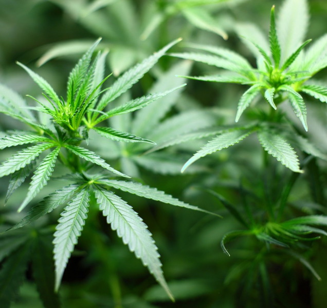 Sušenka z Vyškovska obsahující THC ho měla víc, než je limit