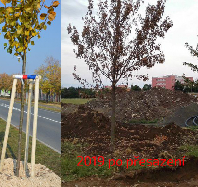 Prostějov ničí alej, udělal z desetiletých stromů dvouleté