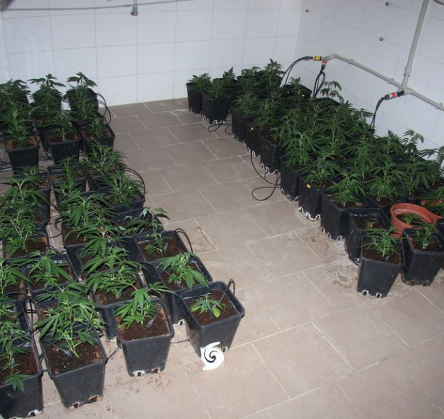 Zřídil si dokonalou indoor pěstírnu, ale spadla klec