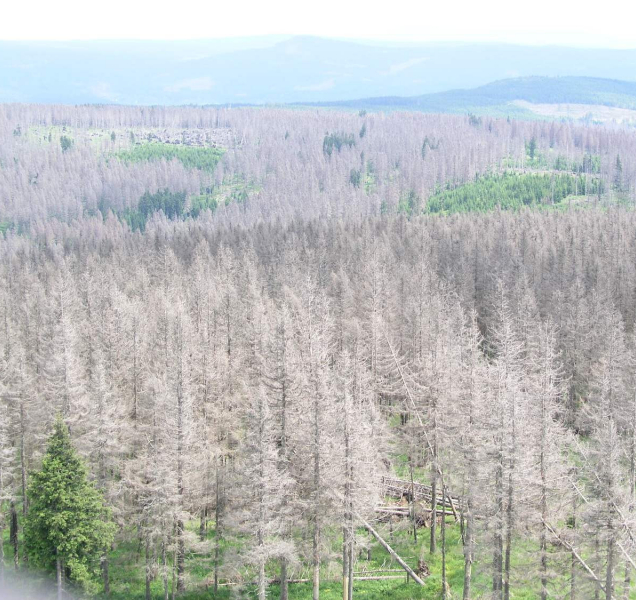 Lesníkům v boji s kůrovcem pomáhají rekognoskační lety