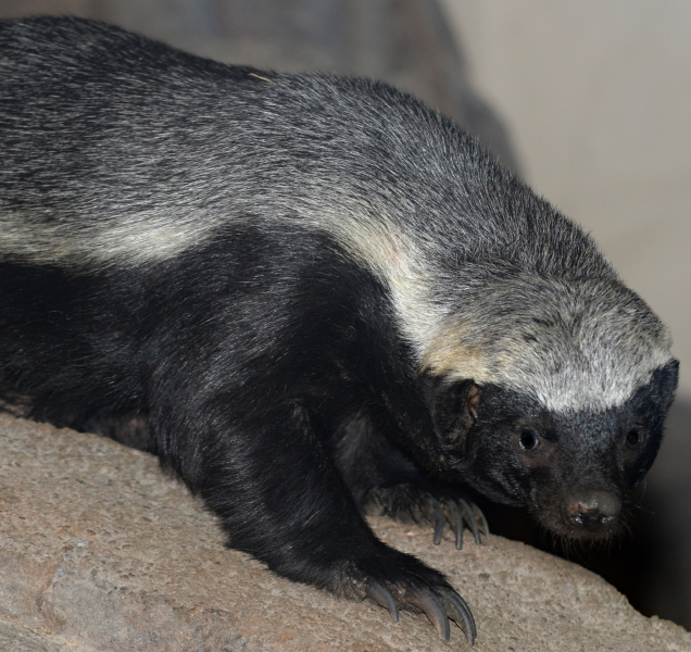 V olomoucké zoo mají mládě medojeda