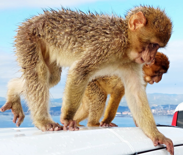 Fotbalová výprava do malé Británie na jihu Španělska