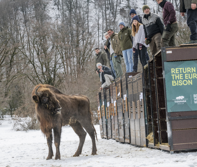 Zubři ze Zoo Olomouc pomáhají návratu druhu do přírody