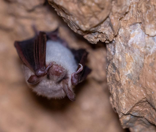 Na Olomoucku startují jarní prohlídky jeskyní