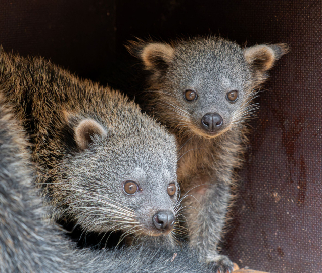 Bearcat čili medvědokočka má další mládě