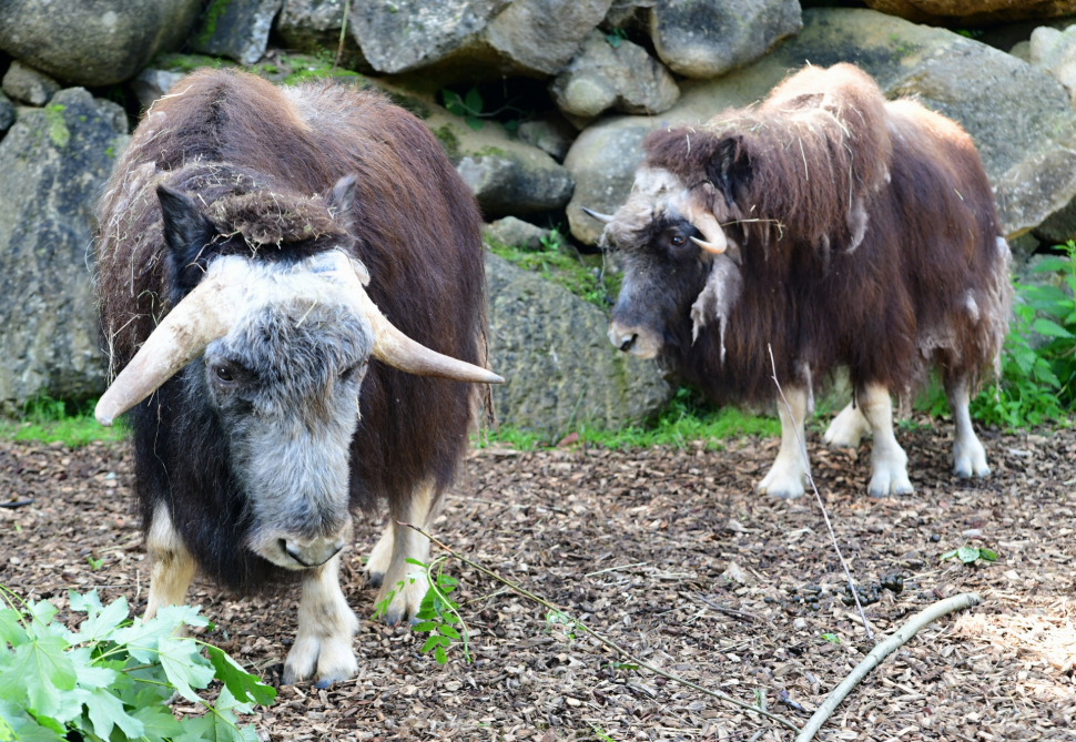 Pižmoň se vrátil do olomoucké zoologické zahrady