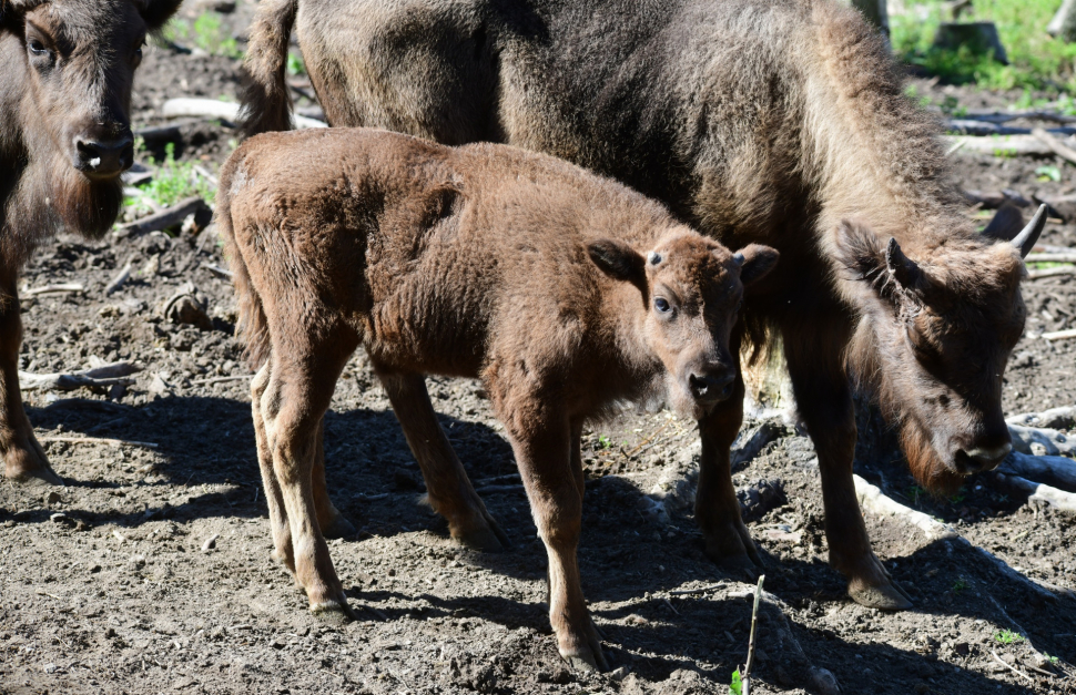 V olomoucké zoologické zahradě odchovali dalšího zubra