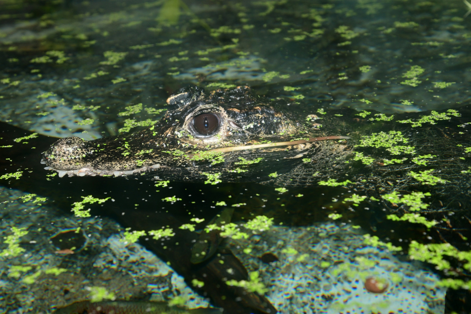 V olomoucké zoo přivítali malé krokodýly, podívejte se na ně