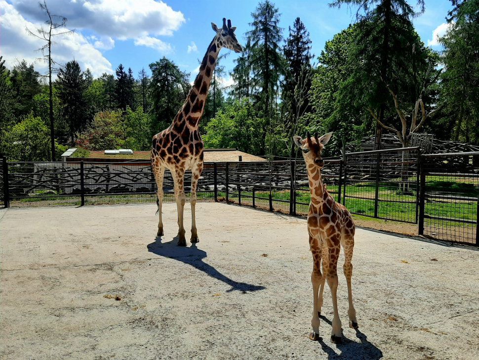 Neodpalujte ohňostroje v blízkosti zoo, prosí pracovníci zahrady