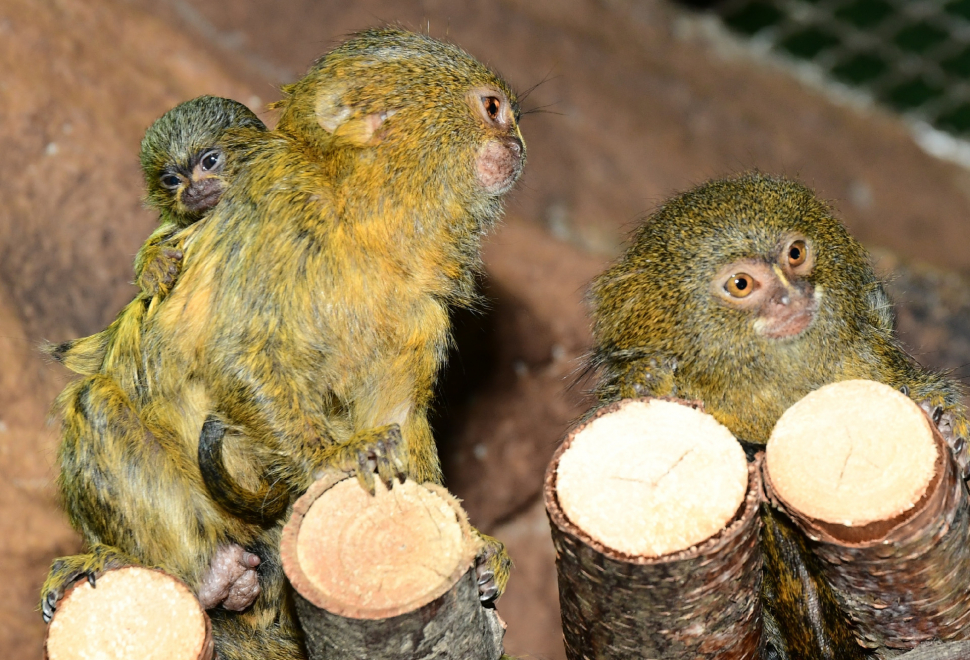 ZOO Olomouc děkuje za dary. Už jste adoptovali vlastní zvířátko?