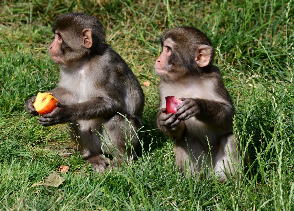 Parta makaků z olomoucké zoo se rozrostla o dvě mláďata