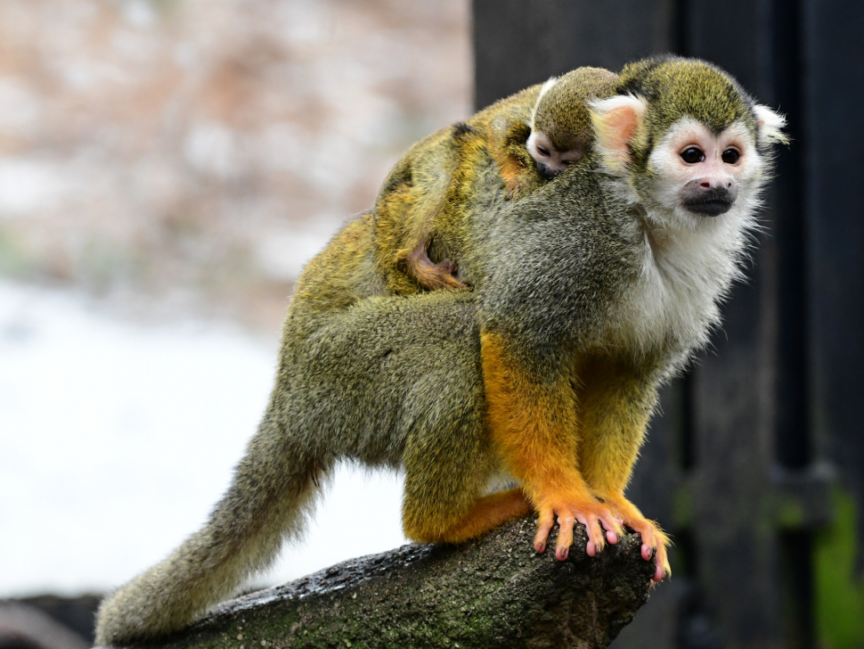 Olomoucká zoo se pyšní prvním přírůstkem, je to mládě kotula