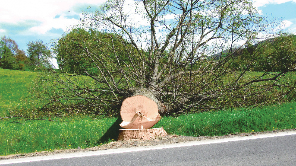 Padla tříkilometrová alej v květu. Prý kvůli rozšíření silnice