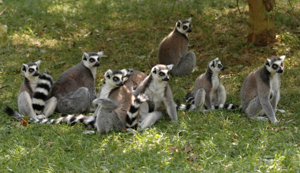 Zoo zjišťuje přesné počty zvířat. Se sčítáním pomůžou návštěvníci