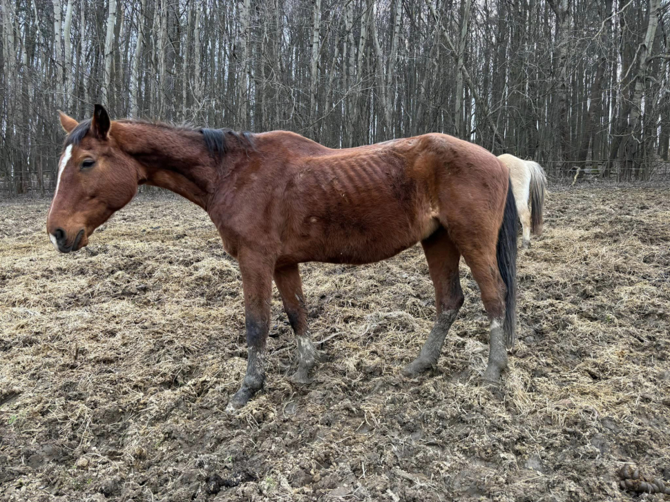 Podvyživení a nemocní koně v Jeseníkách. Musela přijet policie i veterináři