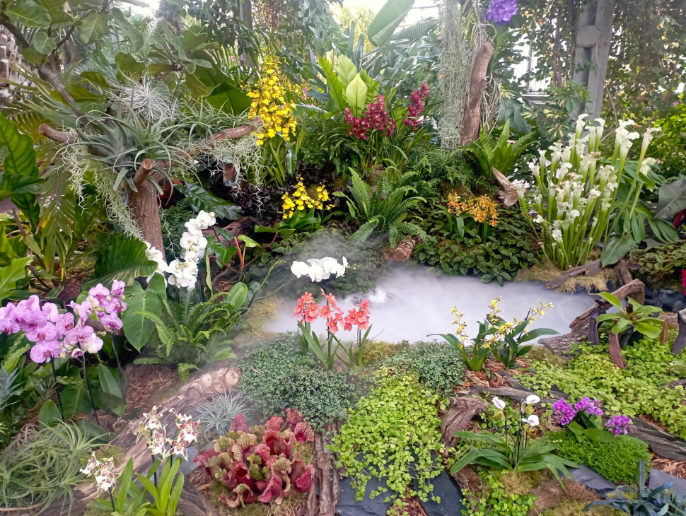 Klenoty pralesa: nově objevené orchideje i černé masožravky