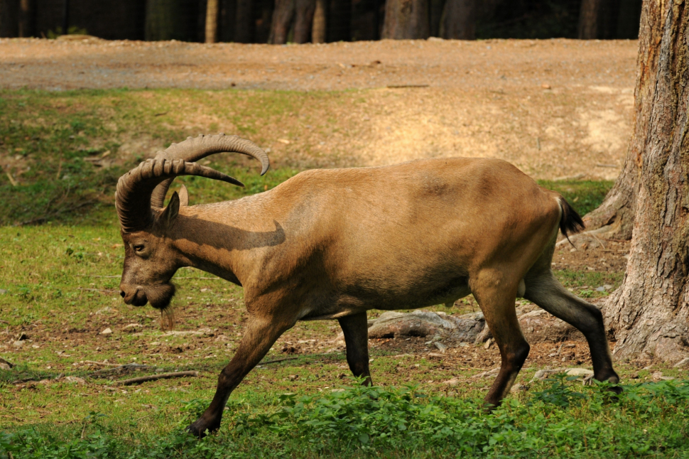 Všichni kozorožci už jsou zpátky v zoo