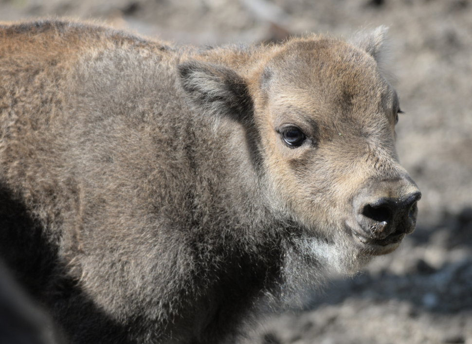 Zubří rodinka v olomoucké zoo se opět rozrostla