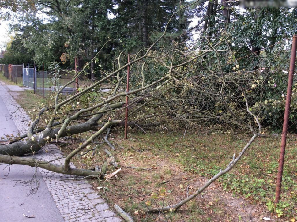 Na plot olomouckého Rozária spadl strom, nevydržel nápor větru