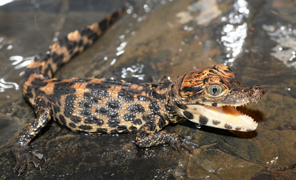 V olomoucké zoo přivítali nová mláďata