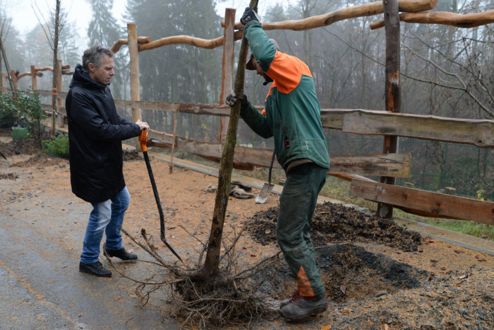 V zoo dosázeli stromy, poslední vysadil Janek Ledecký